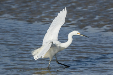 Little Egret in Australasia