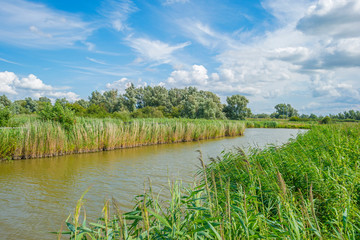 The edge of a pond with reed in a green grassy field below a cloudy blue sky in sunlight in summer