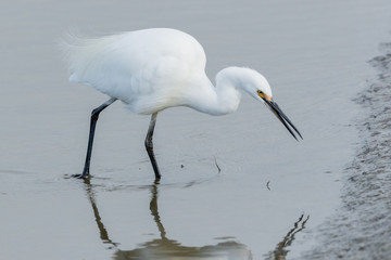 Little Egret in Australasia