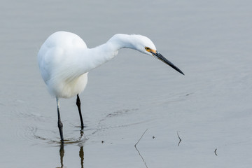 Little Egret in Australasia