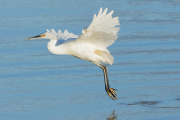 Little Egret in Australasia