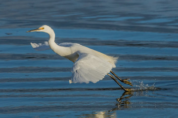 Little Egret in Australasia