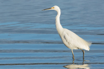 Little Egret in Australasia