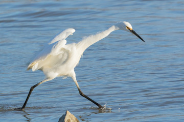 Little Egret in Australasia