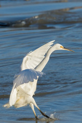 Little Egret in Australasia