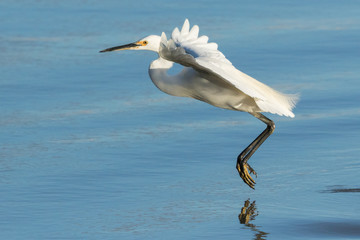 Little Egret in Australasia