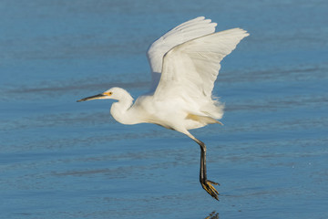 Little Egret in Australasia