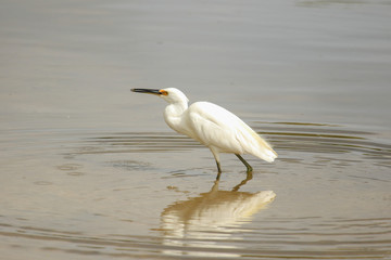 Little Egret in Australasia