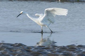 Little Egret in Australasia