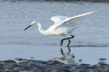 Little Egret in Australasia