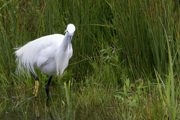 Little Egret in Australasia