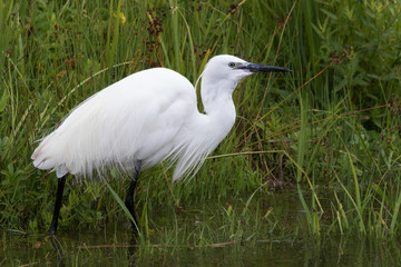 Little Egret in Australasia