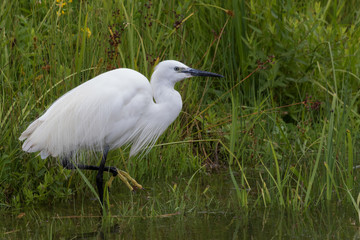 Little Egret in Australasia