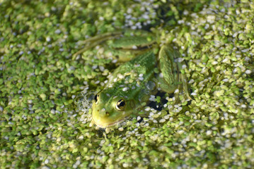 grenouille camouflée