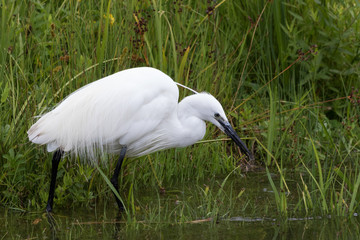 Little Egret in Australasia