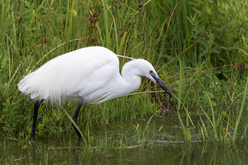 Little Egret in Australasia