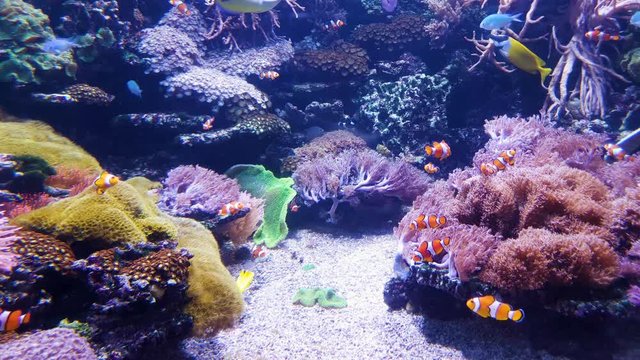 underwater life of clown fish and other exotic fish in big aquarium