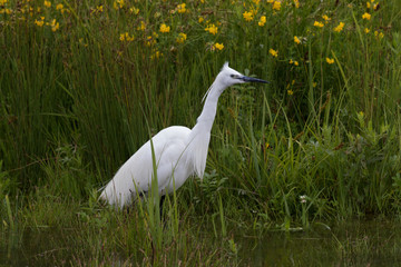 Little Egret in Australasia