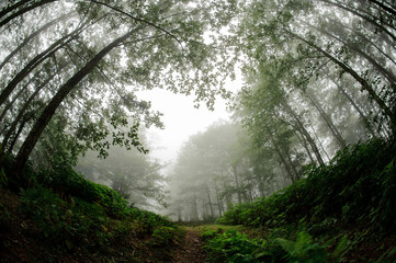 Fish eye landscape of the green thin tall tree trunks forest covered with a white fog
