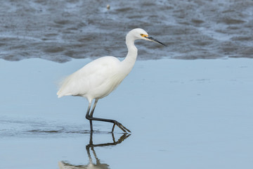 Little Egret in Australasia