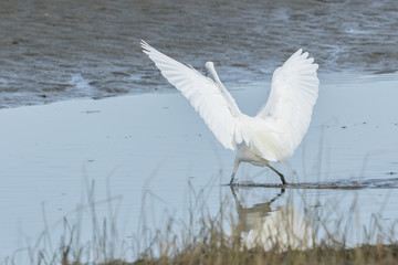 Little Egret in Australasia