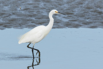 Little Egret in Australasia