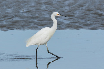 Little Egret in Australasia