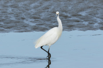 Fototapeta na wymiar Little Egret in Australasia