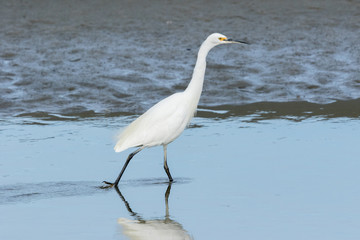 Little Egret in Australasia