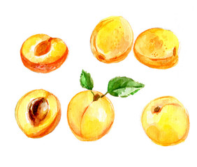Set of yellow apricot. Watercolor illustration isolated on white background