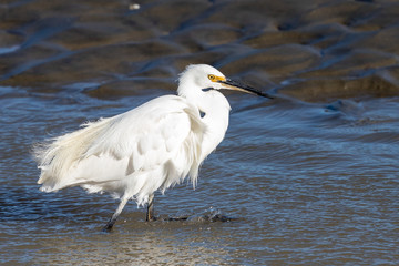 Little egret in Australasia