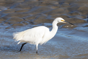 Little egret in Australasia