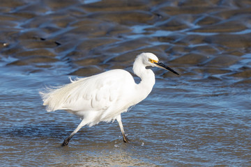 Little egret in Australasia