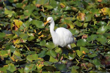 Intermediate egret in Australia