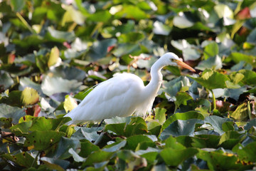 Intermediate egret in Australia