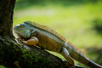 Green Iguana on a branch