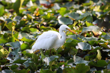 Intermediate egret in Australia