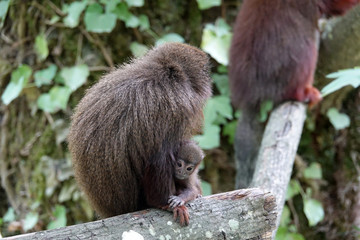Titi femelle et son bébé