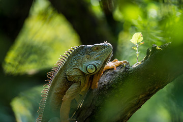Green Iguana on a branch