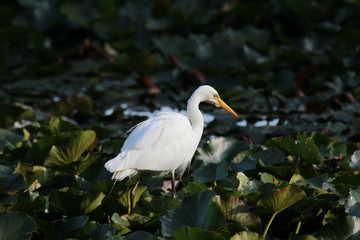 Intermediate egret in Australia