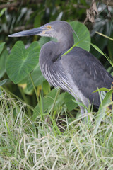 Great billed heron in Australia