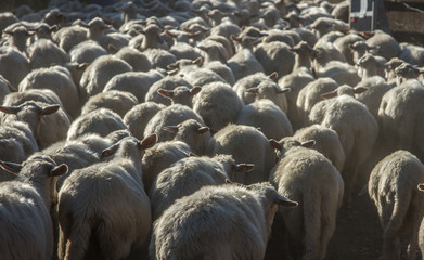 Fototapeta premium flock of sheep walking on a dusty road