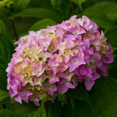 Inflorescence hydrangea garden. Beautiful hortensia flowers.