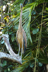 Great billed heron in Australia