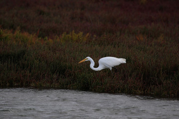White heron / great egret in Australasia