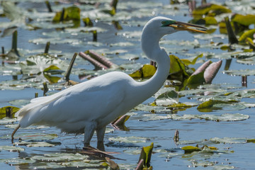 White heron / great egret in Australasia