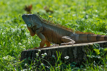 Green Iguana on a branch