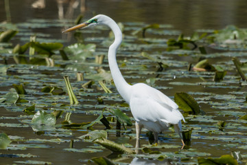 White heron / great egret in Australasia
