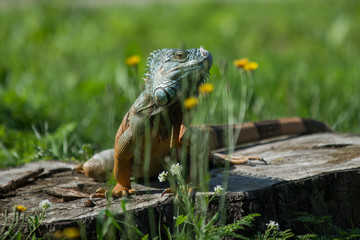 Green Iguana on a branch