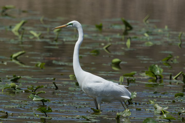 White heron / great egret in Australasia